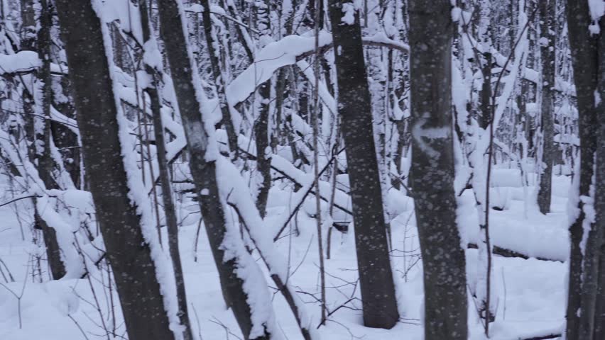 Winter landscape with frosty trunk of trees in the snowy forest. Natural expressionism. Totally snow covered forest road with snow covered bare trees.  Park alley in a snowy day. Winter holiday. 