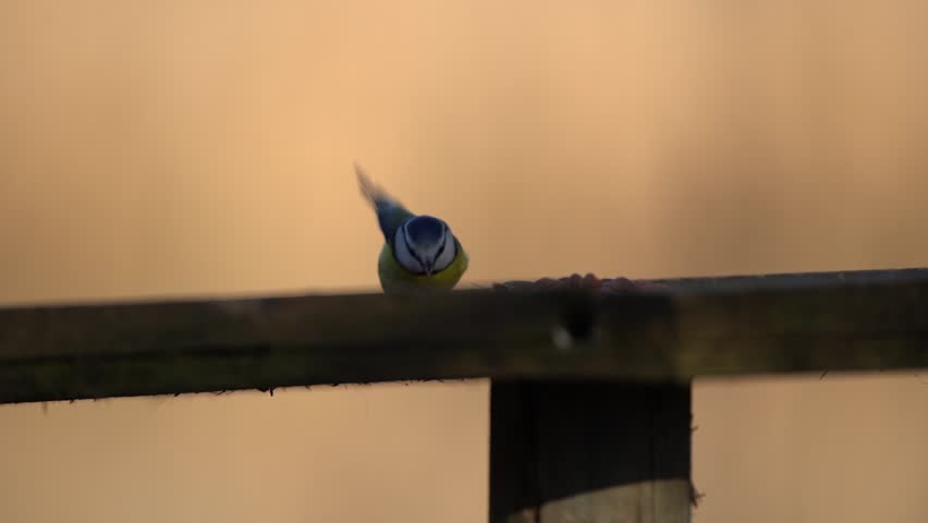 Blue Tit in Foxearth Meadows Nature Reserve, Essex, UK