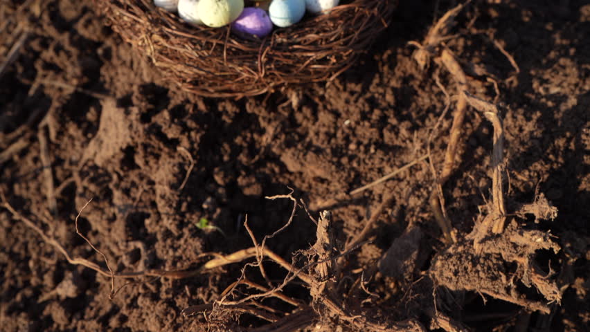 Multi-colored Easter eggs in bird