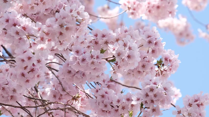 Beautiful cherry blossoms blooming in spring