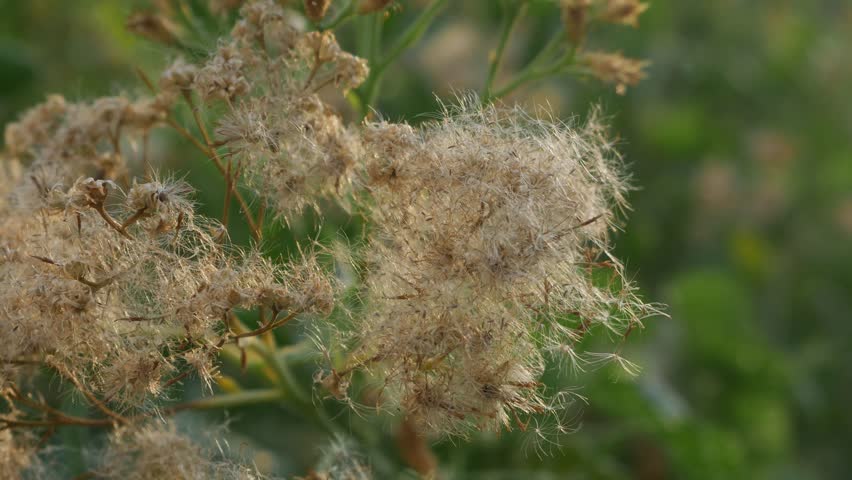 Close up of multiple dried fluffy seedheads with cotton-like white fibers on brown stems in natural outdoor setting