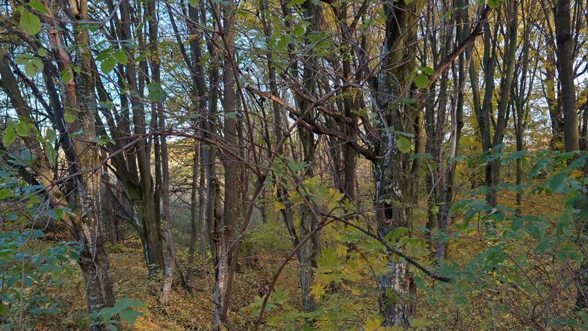 Beautiful autumn park with slowly falling bright yellow leaves slow motion video
