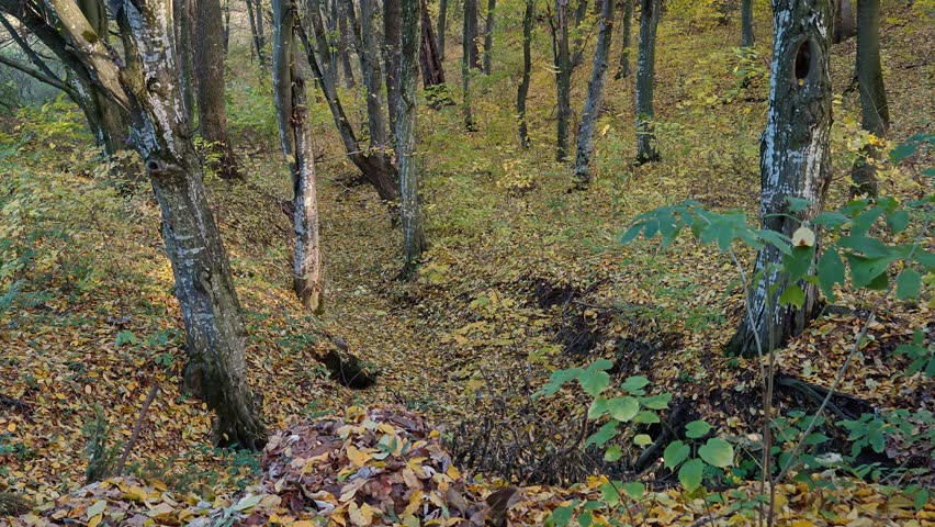Beautiful autumn park with slowly falling yellow leaves