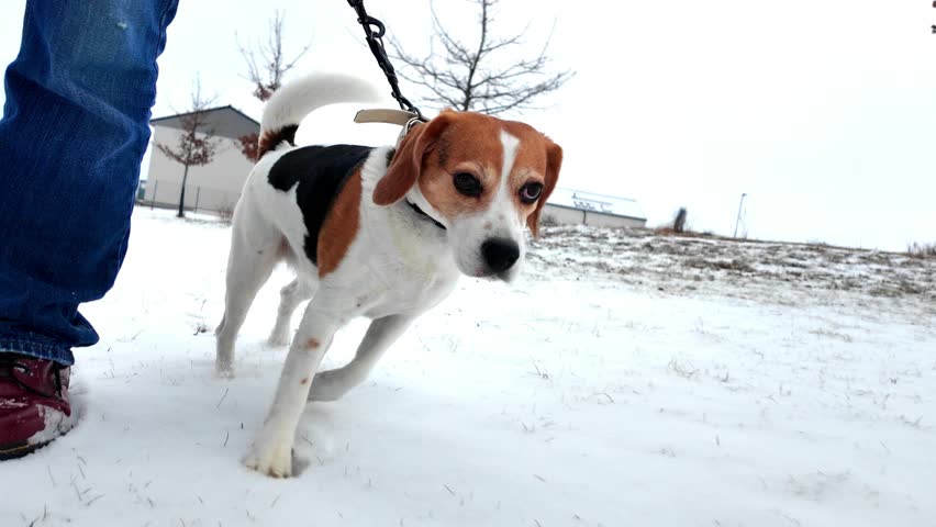 A dog walking through a snowy winter landscape. A young girl walking with her beagle in the snow. Winter weather and walking the puppy. Snow bouncing off the girl
