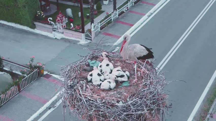 A heartwarming wildlife video captures a stork standing protectively over its babies in a large nest high above the ground. Perched on a treetop, rooftop, or wooden platform, the adult stork carefully watches over the young chicks nestled safely among twigs and branches.