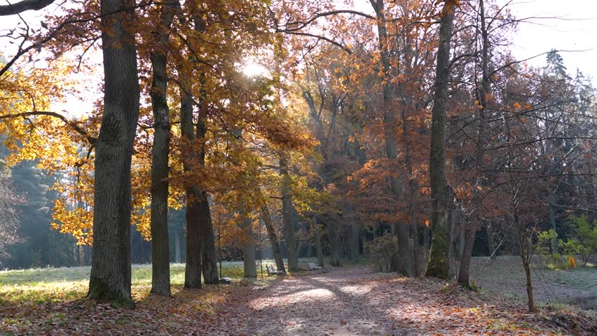 Morning light filters through a canopy of vibrant autumn trees, illuminating a peaceful dirt path covered with fallen leaves. Frosty grass edges the scenic route.