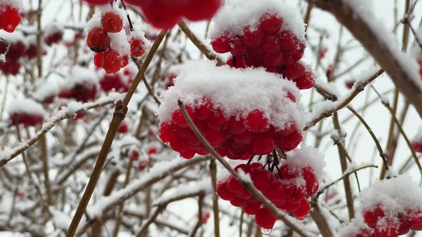 A serene winter landscape features vibrant red berries heavily dusted with fresh snow, creating a striking contrast against the pale background. Delicate snowflakes accumulate on the branches, highlig