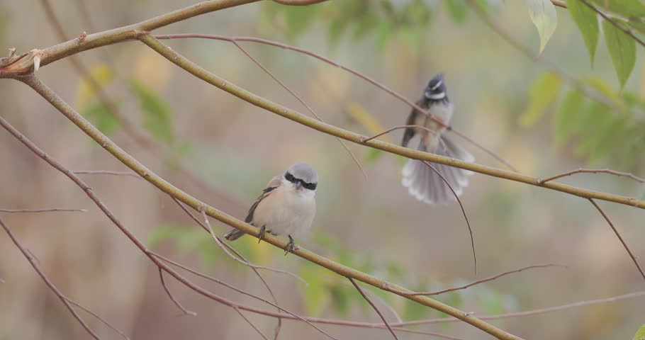 Long-tailed Shrike harassed by a bold Fantail Flycatcher on a jungle branch; avian conflict