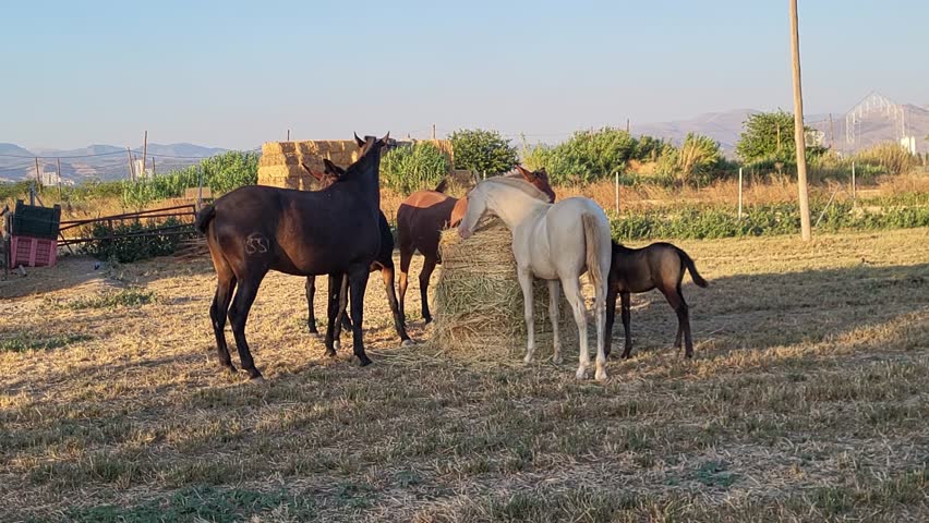 Horses grazing on a bale of hay. Mare and foal eating silage in the field at dusk. Animal feed. Andalusia. Spain.
