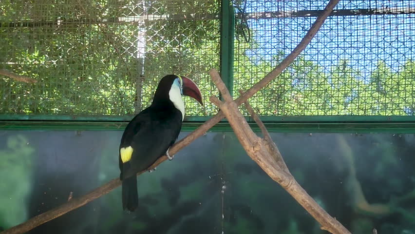 A beautiful channelbilled toucan with a black body and white throat sits on a wooden branch inside a zoo aviary. Ideal for wildlife documentaries and educational content.