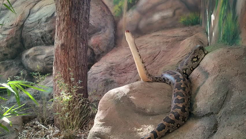 A massive Burmese python lifts its head and neck while resting on artificial rocks in a zoo enclosure. Ideal for wildlife documentaries and educational content.