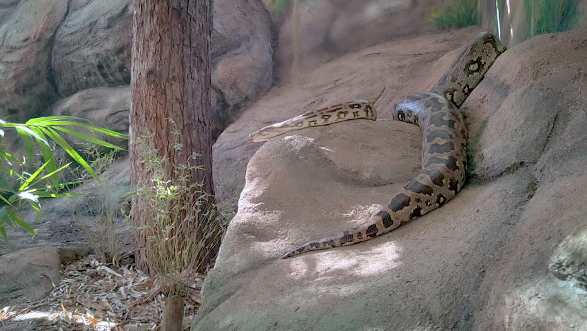 A massive Burmese python rests on a rock in a terrarium habitat, slowly raising its head to look around. Ideal for wildlife documentaries and educational content.