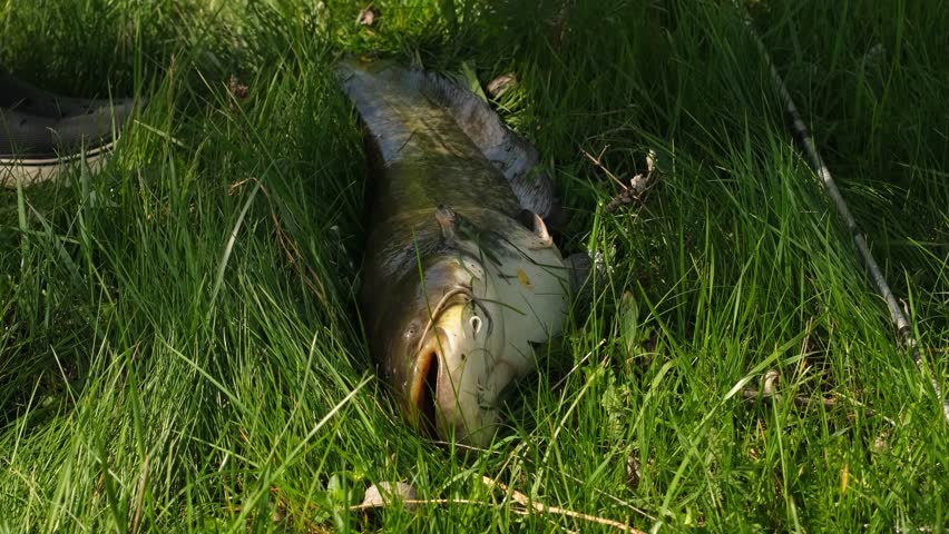 A senior hippie man with long hair catches a large catfish on a sunny river bank. Close-up shows the fisherman unhooking the trophy fish in the green grass. Authentic village life and successful fishing hobby.Stylized senior man with long hair catching big catfish on river bank