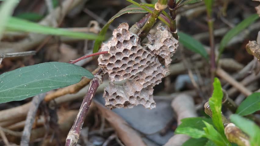 A wasp nest on a flower tree.