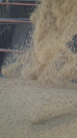 Super slow motion shot of many freshly harvested grains of rice falling into a cargo truck
