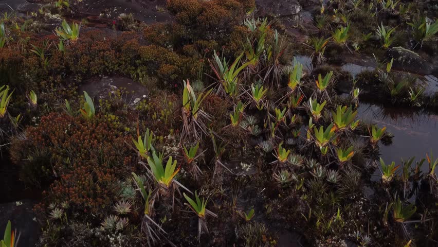 Stunning close-up aerial view of the vegetation at the top of the Roraima tepui in Canaima National Park