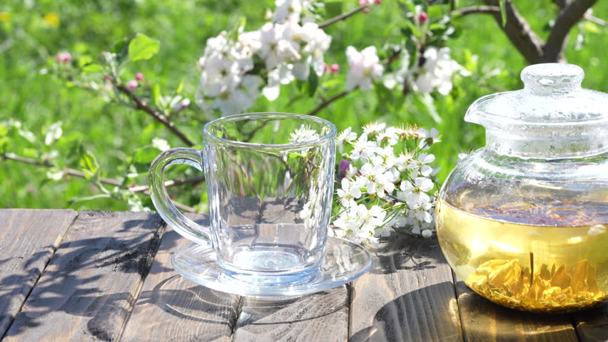 Glass cup of green hot tea on a wooden table with white cherry flowers in the spring garden background in the morning, close up. The atmosphere of a tender romantic image, tea party in spring season