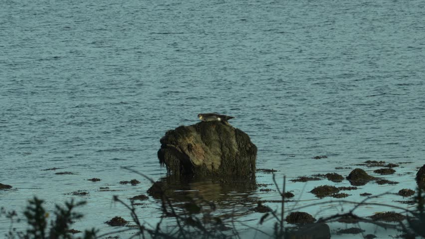 Seal Resting on a Rock Surrounded by Water on a Sunny Day