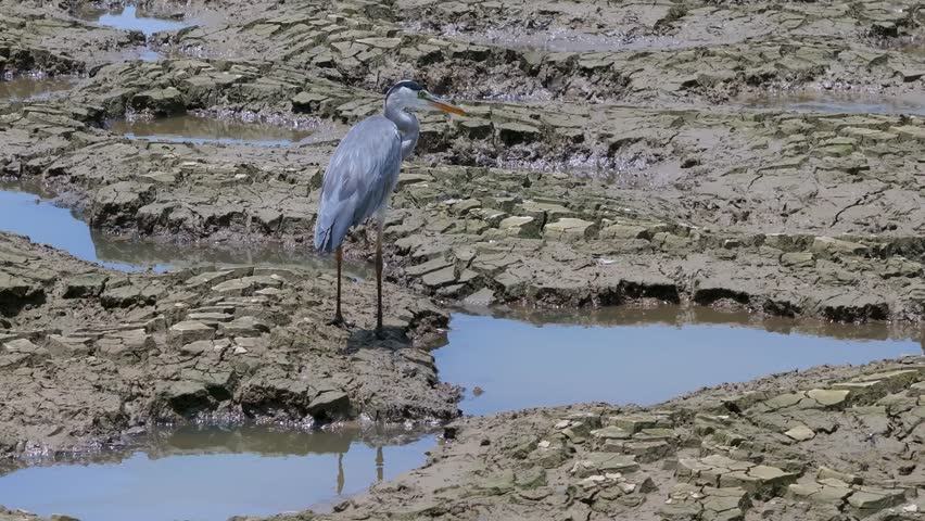 grey heron fishing on a dry lake 