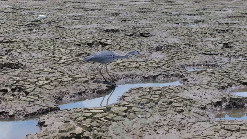 grey heron fishing on a dry lake 
