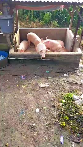 Manado, North Sulawesi, December 25, 2022: Local pig farms that provide a guarantee of stable and sustainable income