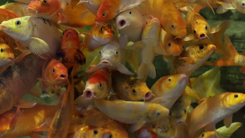 Close up underwater view of colorful koi fish crowding at the water surface during feeding. Hungry carp opening mouths, splashing water and creating dynamic natural background.