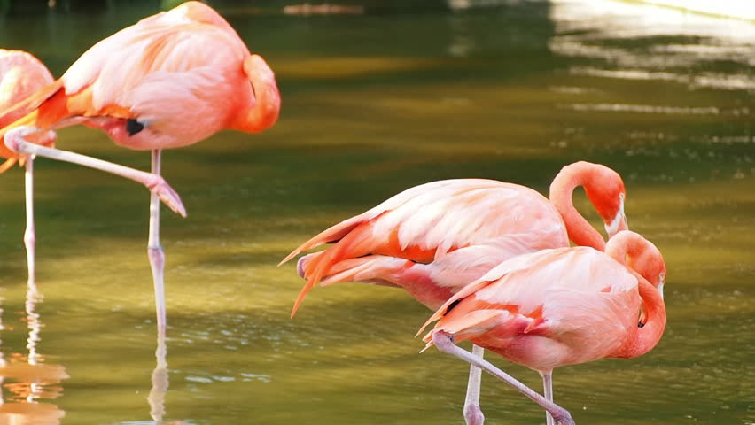 flamingos in water/pond