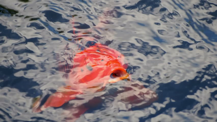 garden fish in water swimming