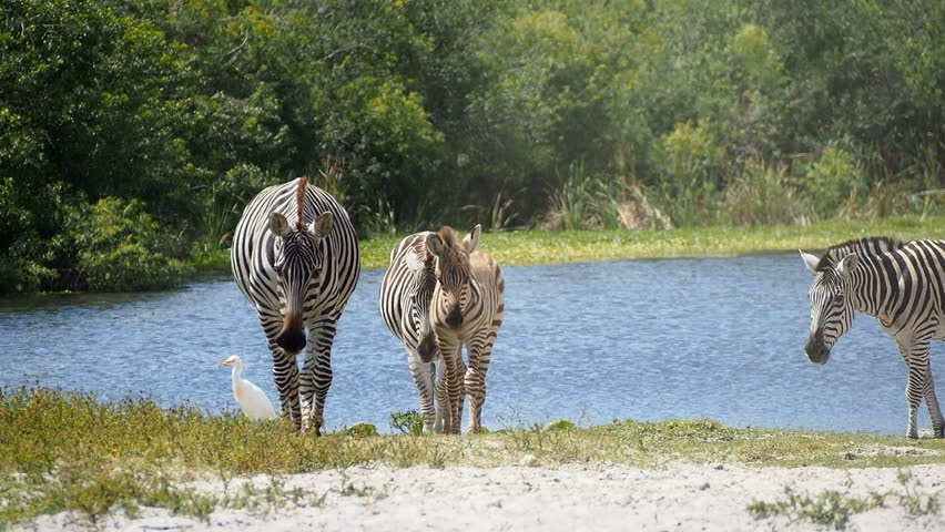 Zebras and their young walking by a watering hole