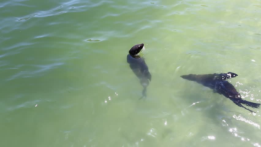 Two Fur seals play in shallow green ocean water, high angle copy space