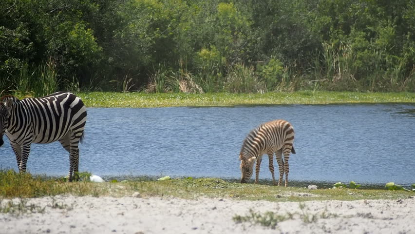 Zebras and their young walking by a watering hole