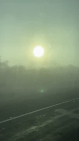 misty morning in the forest