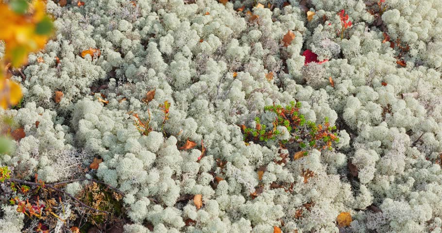 colourful arctic carpet of moss, yagel, blueberry and birch twigs among the stones, sunset, Tundra at autumn, tundra near the town of Teriberka in Russia, Murmansk region