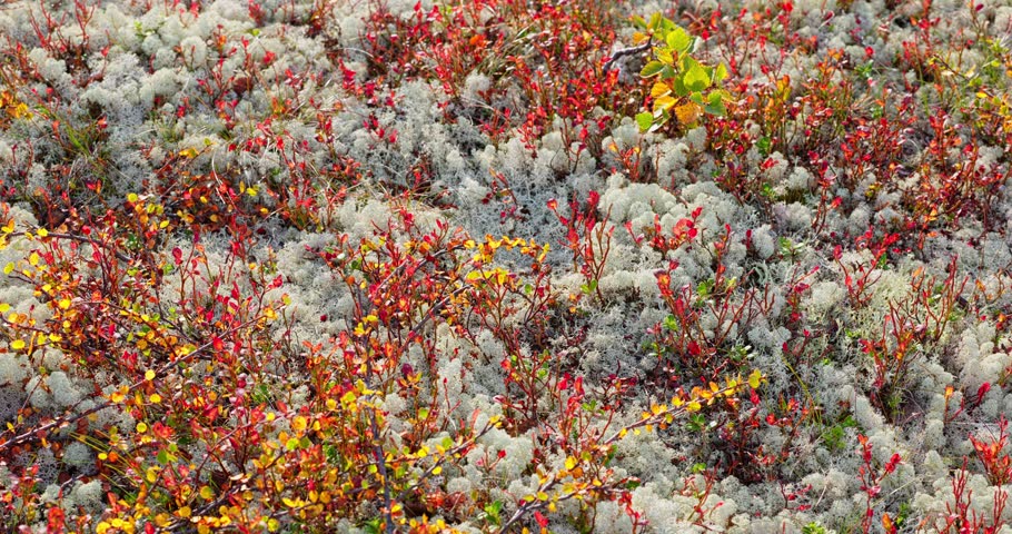 colourful arctic carpet of moss, yagel, blueberry and birch twigs among the stones, sunset, Tundra at autumn, tundra near the town of Teriberka in Russia, Murmansk region