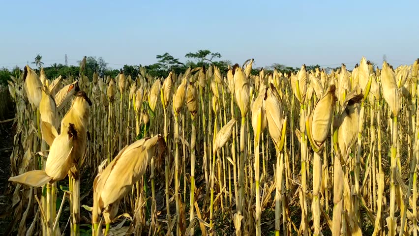 The cornfields have turned yellow and dry, ready for harvest. The ripe yellow corn cobs still cling to the stalks, reflecting the final cycle of corn farming before harvest time arrives.