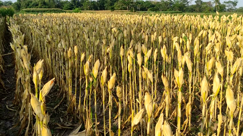 Ripe corn field ready for harvest in the agricultural plantation. The corn plants appear yellow and dry, indicating that they are at the optimal stage of maturity for harvesting.
