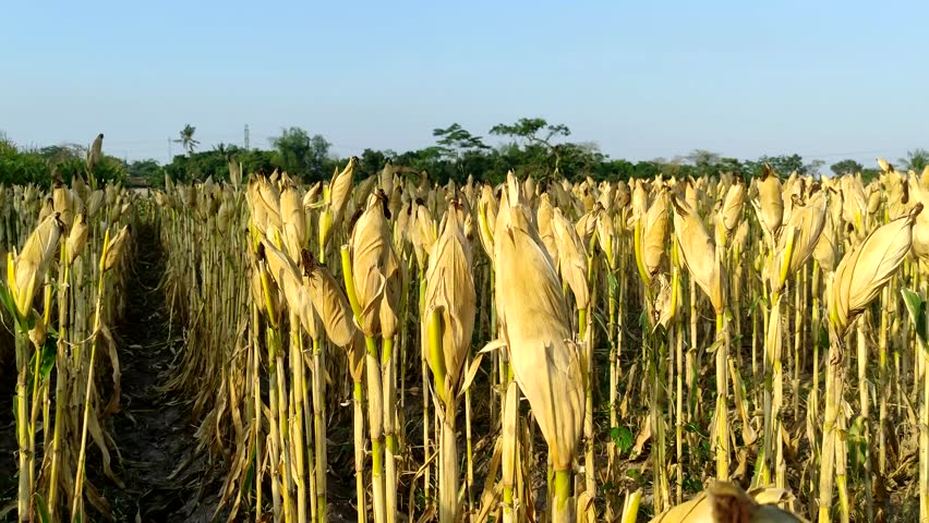 The view of rows of corn that are ripe and ready for harvest in the agricultural plantation. The corn plants appear yellow and dry, indicating that they are at the optimal stage of maturity for harvesting.