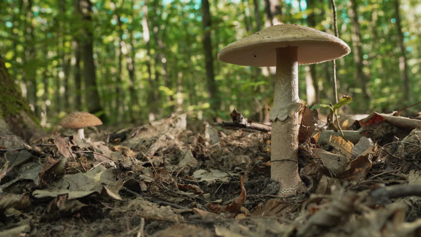 Wild Forest Umbrella Mushroom Growing on Leaf Litter. Natural woodland .