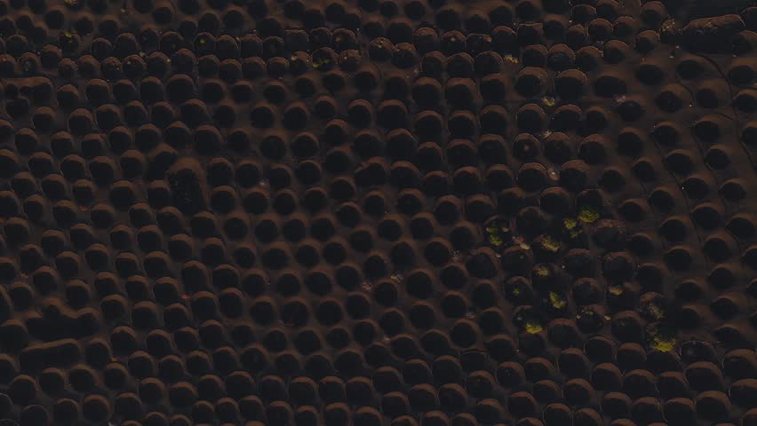 Aerial top down view shows circular planting pits in black lava with low stone walls and vine tufts, winding tracks, sparse plants, and warm low angle light