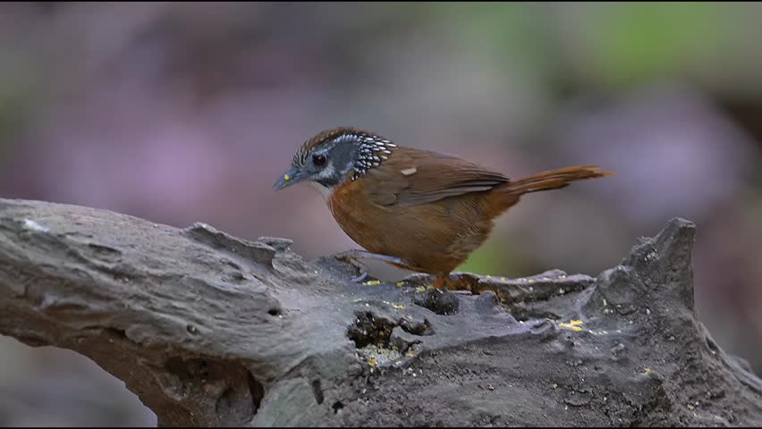 Small Babbler Bird with Spotted Plumage Perching on Old Wood Log
