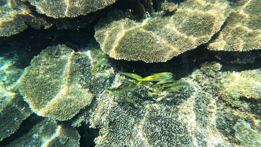 Underwater coral reef with fish flock swimming among hard corals in clear tropical sea