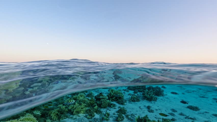 Half underwater split view showing coral reef with fish below calm ocean surface