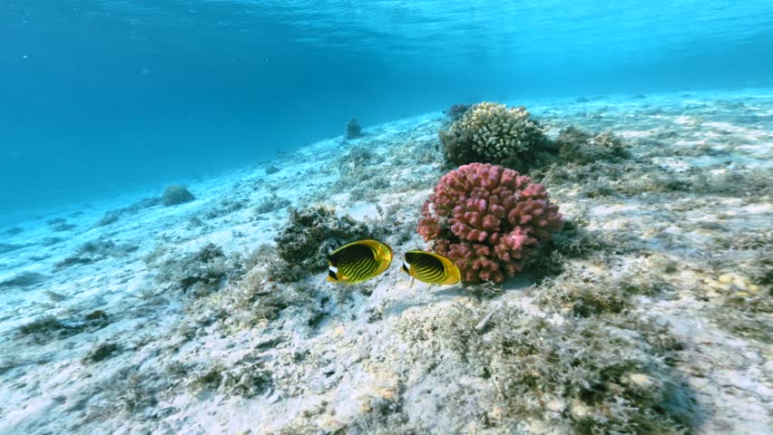 Two Yellow Butterflyfish Swimming Over Sandy Seabed Near Coral Reef In Clear Red Sea Water