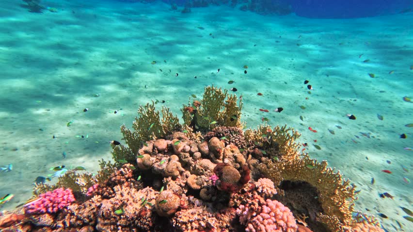 Coral head rising from sandy seabed with small reef fish underwater