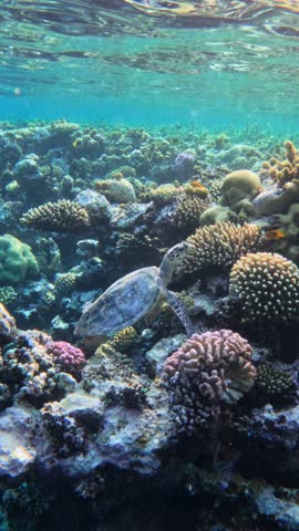 Vertical follow motion of green sea turtle swimming near colorful corals in Red sea