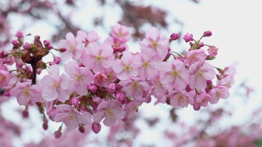 Beautiful pink cherry blossom boughs in full bloom. close up sakura flower branch in garden, Hanami tradition in Japan.