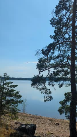 Peaceful river landscape with pine trees and clear blue sky. Calm nature scenery, summer outdoor atmosphere and relaxing natural environment