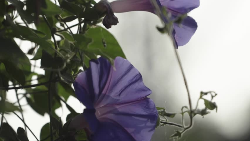 Morning glory flower.Purple trumpet-shaped blossoms.