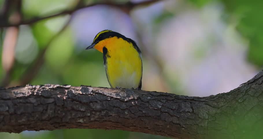 Male Narcissus Flycatcher Ficedula Narcissina Perched on a Tree Branch, Beautiful Colorful Songbird in Natural Forest Habitat, Close up of Wildlife Bird in the Wild.