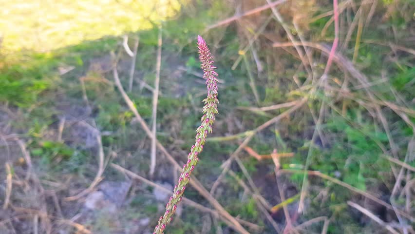 Plantago Lanceolata Ribwort Plantain Flower Spike Meadow Wild Herb Closeup High Resolution Transparent Background